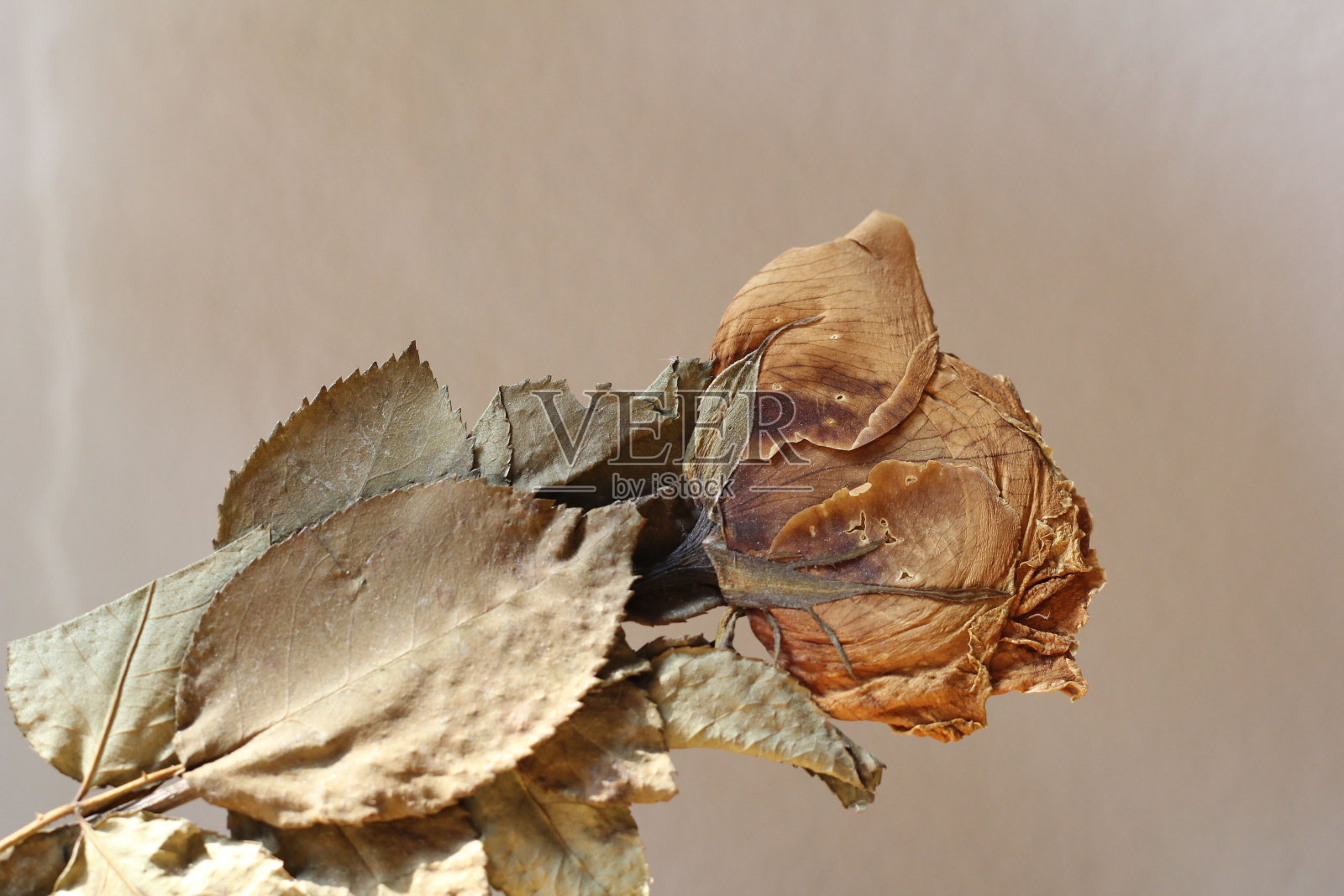 死去的玫瑰照片摄影图片