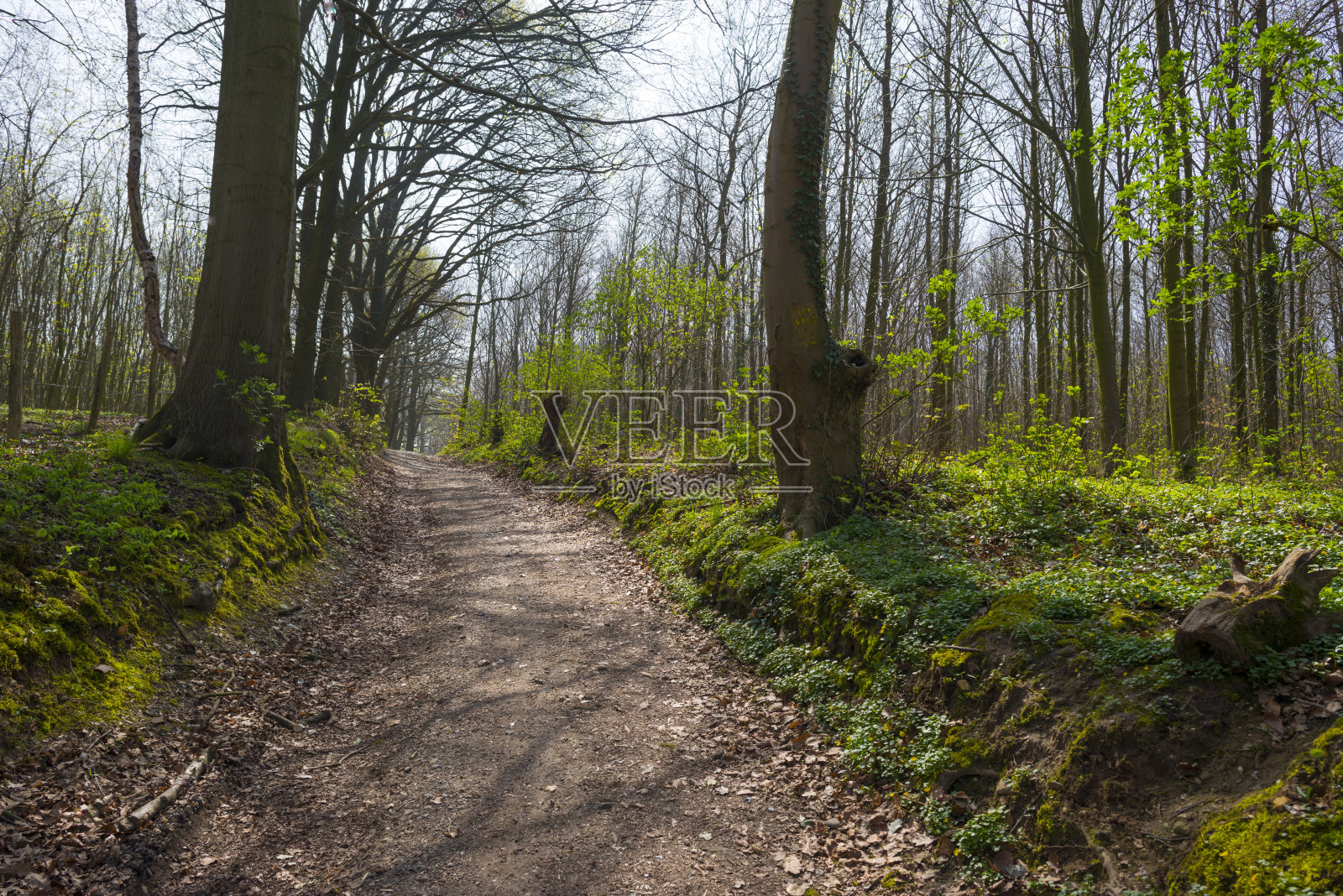 在春天的阳光下，土路穿过森林照片摄影图片
