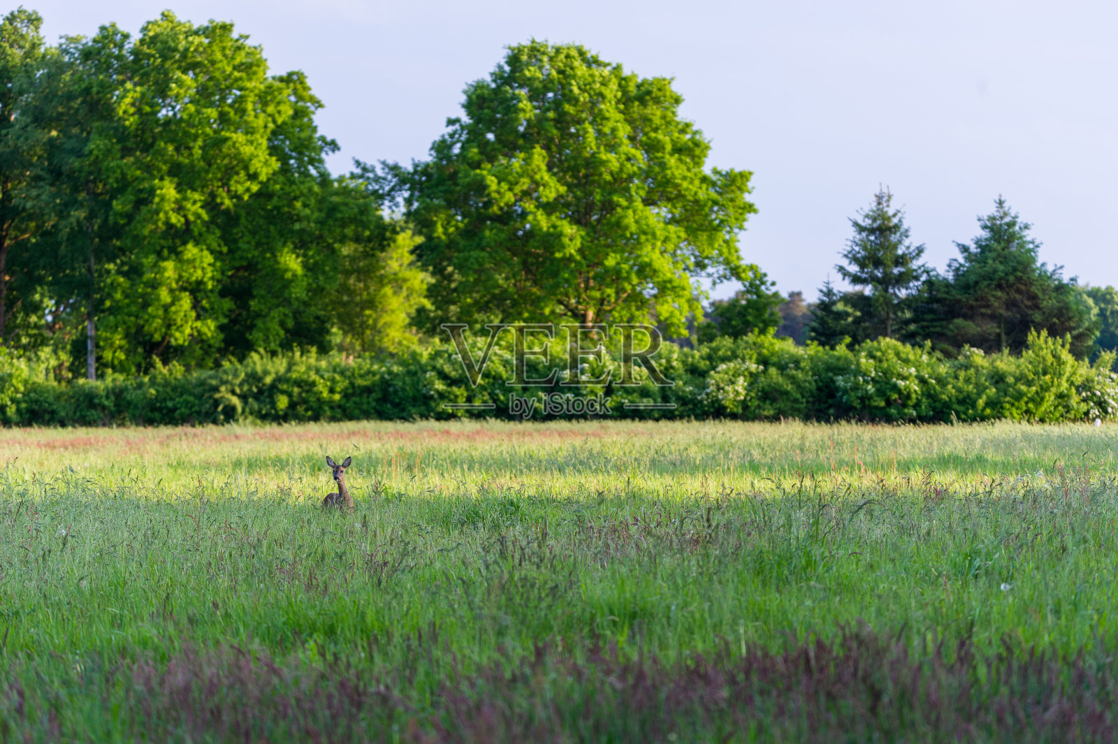 雷赫 · 兰德沙夫特照片摄影图片