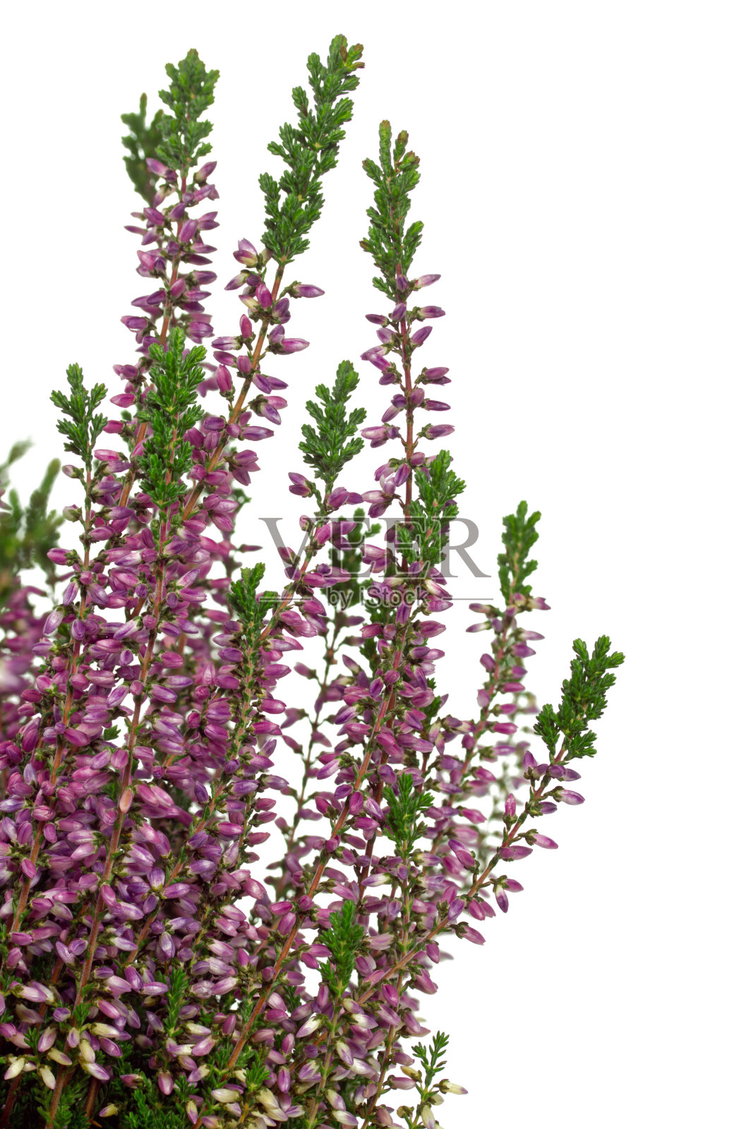 紫色石南花(Calluna vulgaris)照片摄影图片
