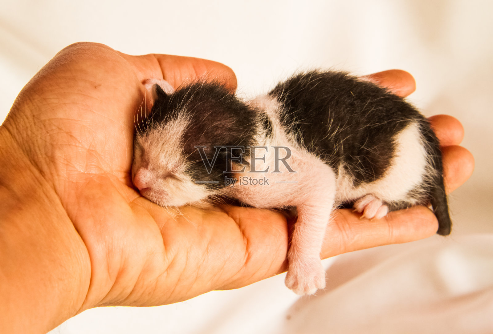 小猫手里照片摄影图片