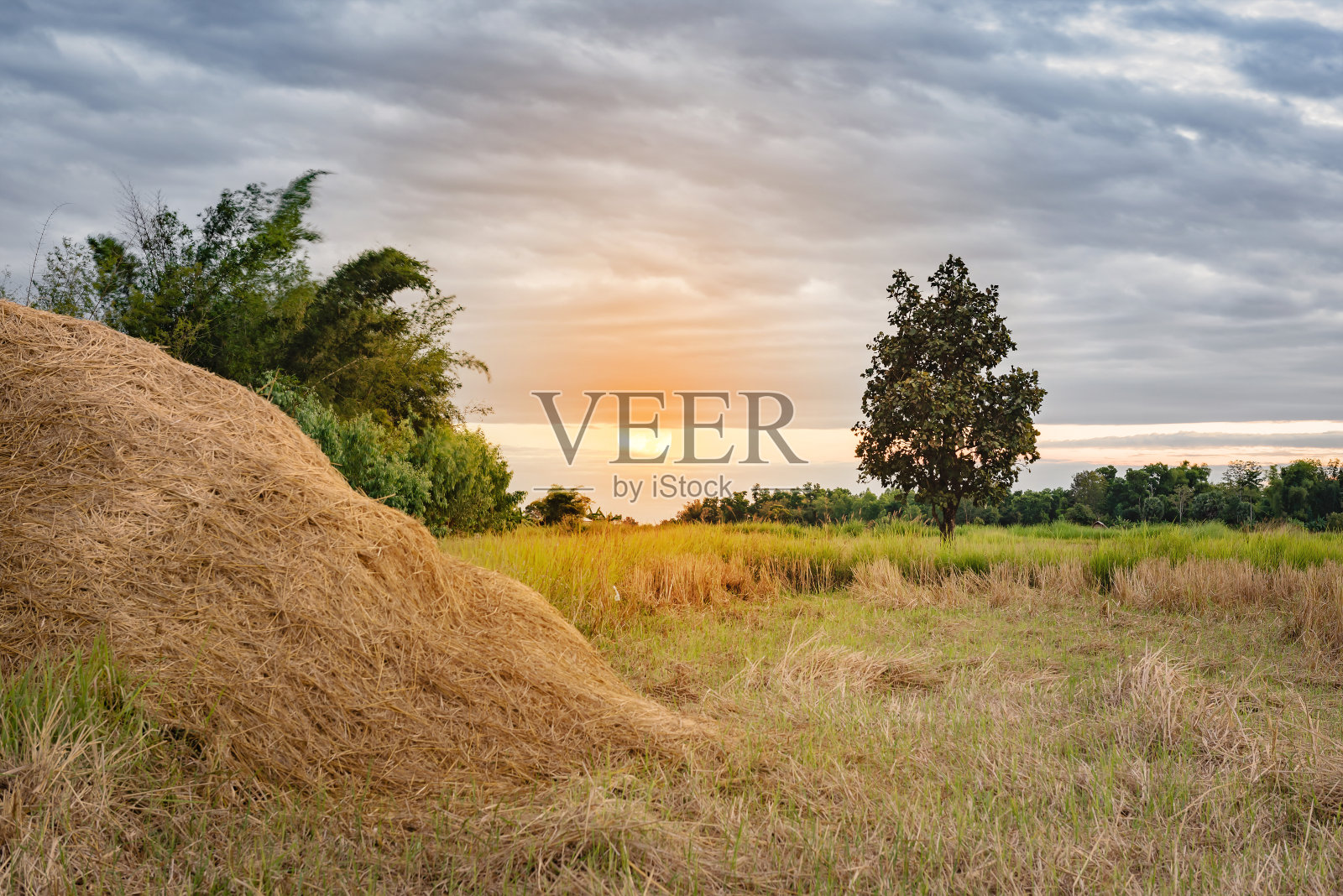 日落时分，多云的稻田收获后照片摄影图片