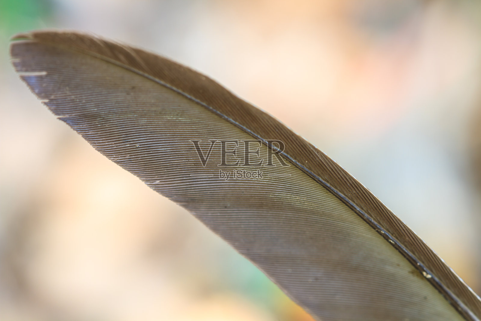 鸟的羽毛照片摄影图片