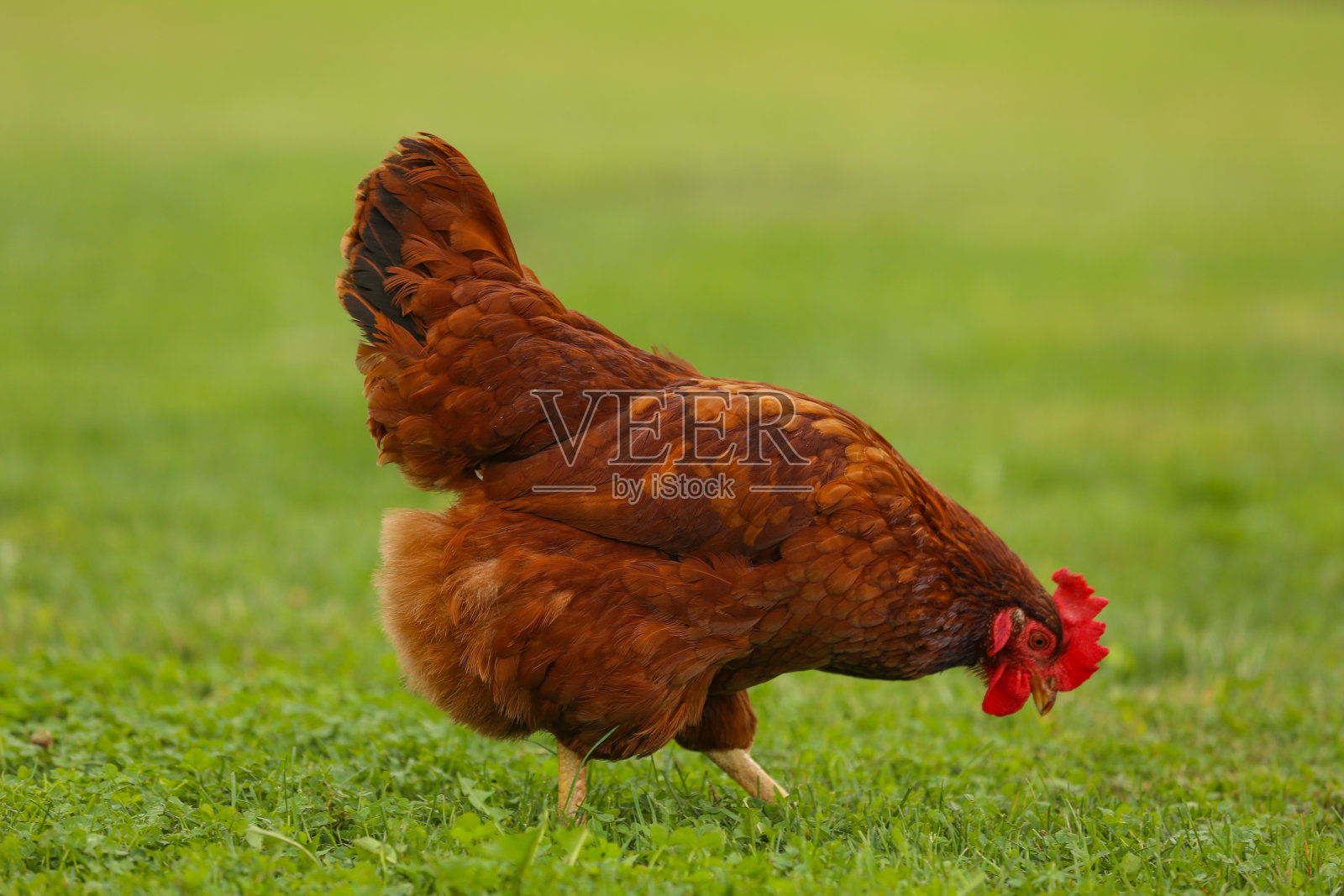 小鸡在草丛中行走照片摄影图片