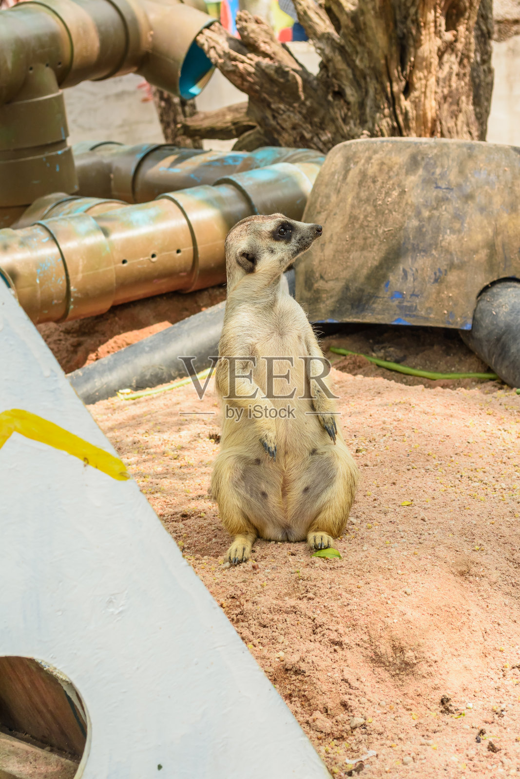 猫鼬照片摄影图片