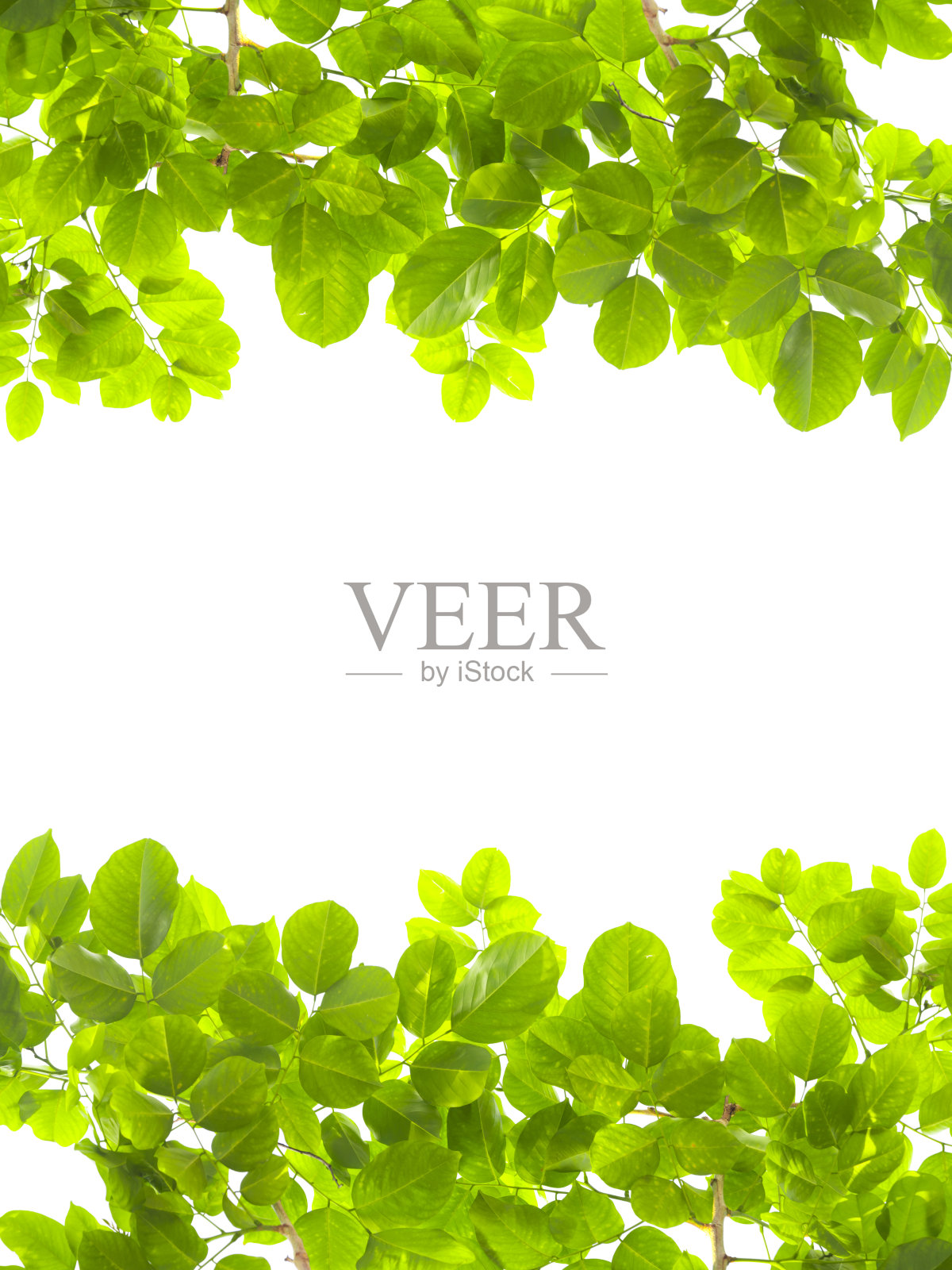 绿叶孤立。照片摄影图片