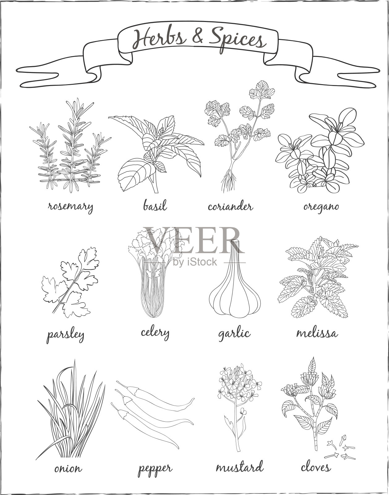 香草和香料套装。矢量手绘插图。插画图片素材