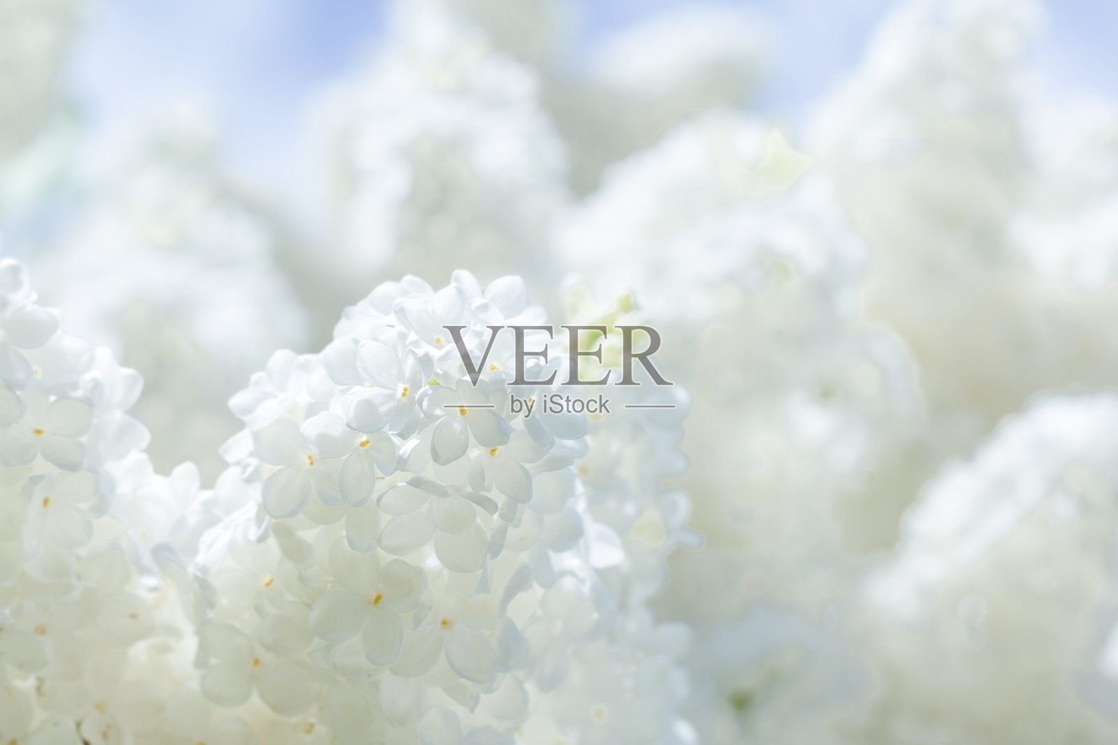 朵朵白色的淡紫色。景深浅照片摄影图片