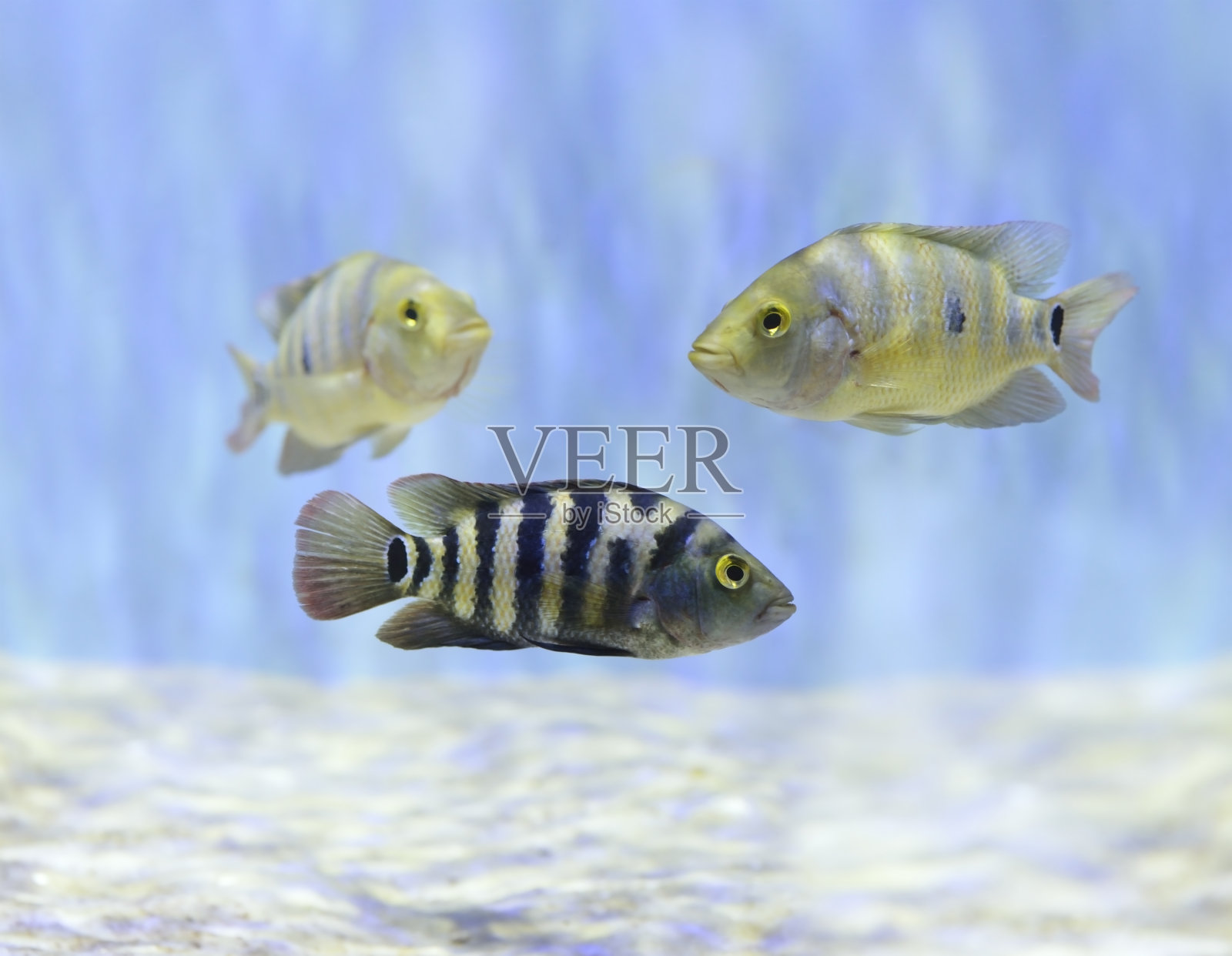 水下游泳的五彩鱼照片摄影图片