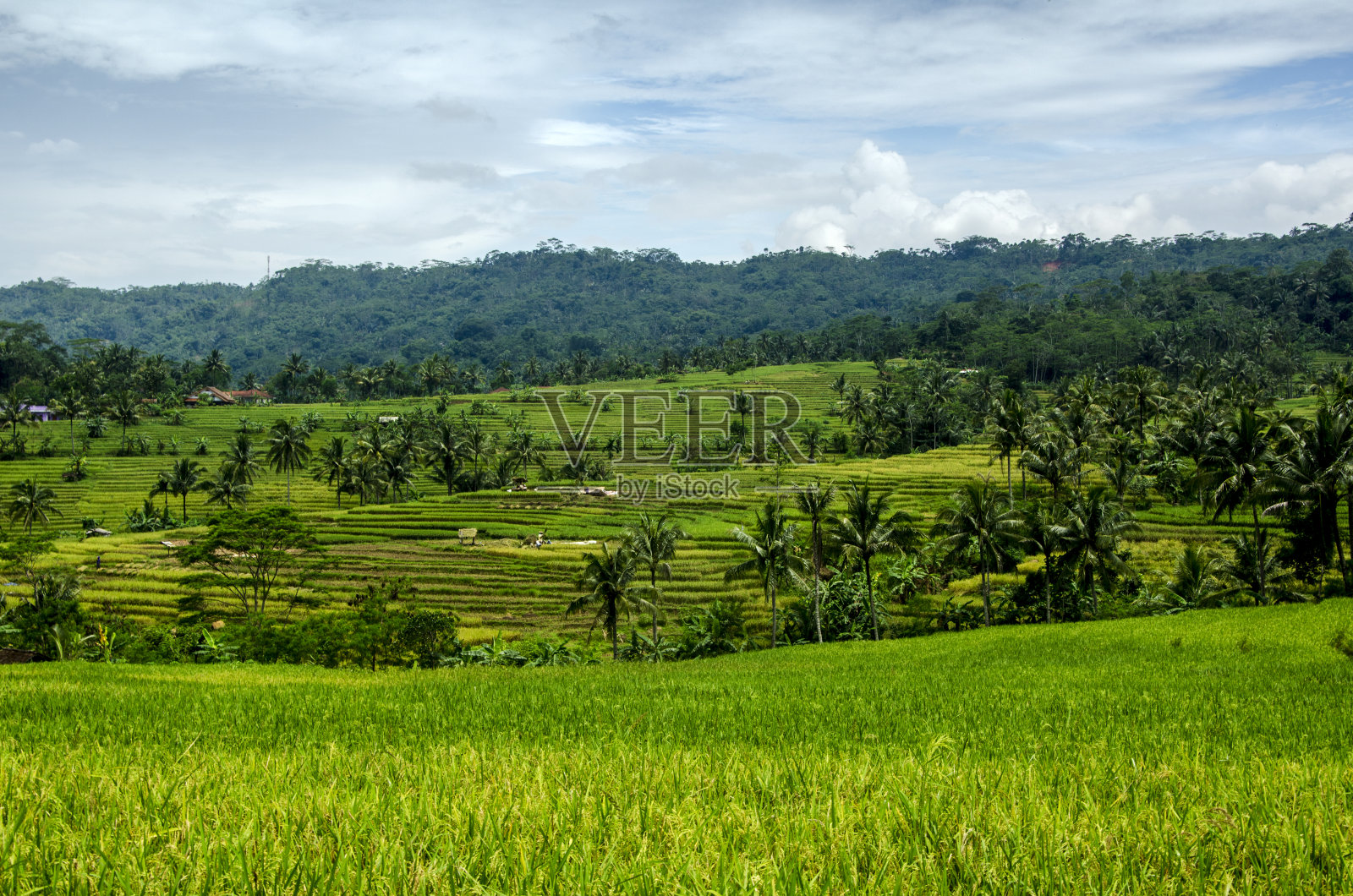 广泛的水稻梯田照片摄影图片