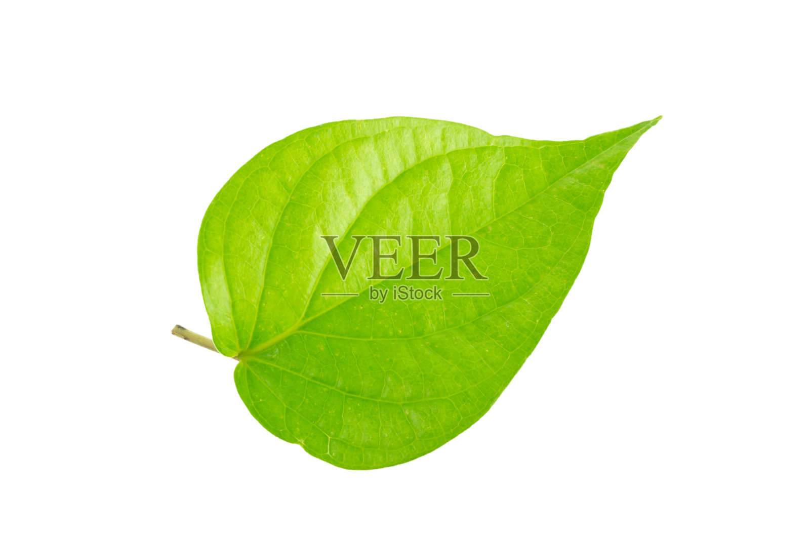 绿色的叶子照片摄影图片