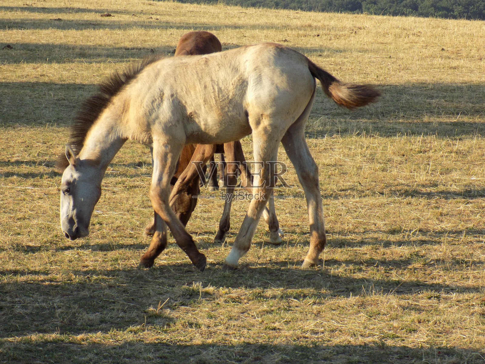 马照片摄影图片