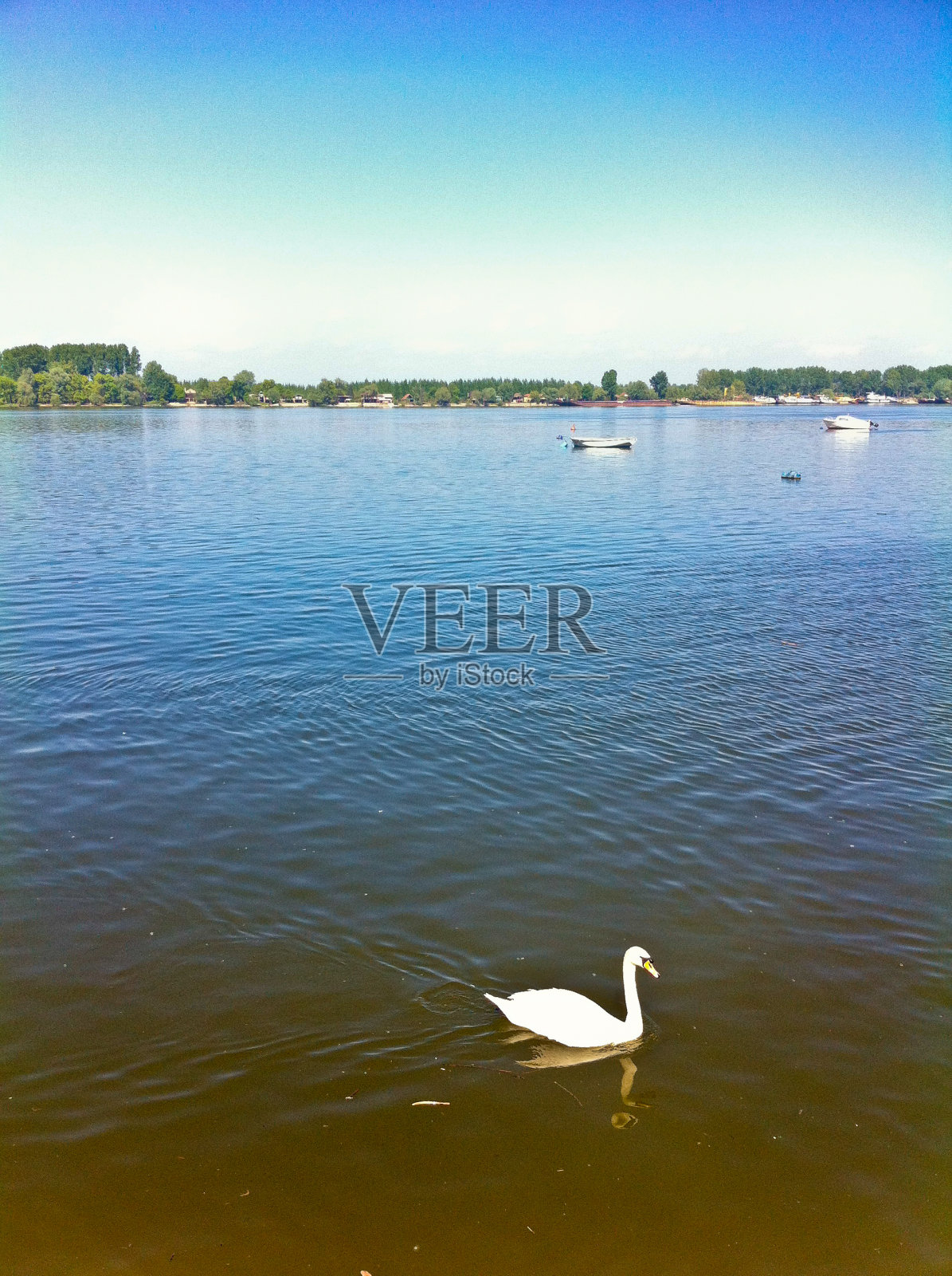 多瑙河天鹅照片摄影图片