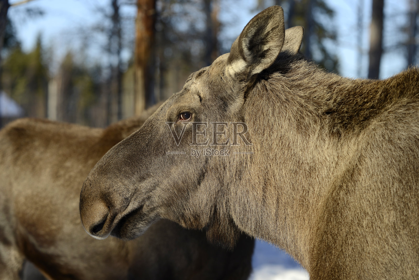 北极的驼鹿照片摄影图片