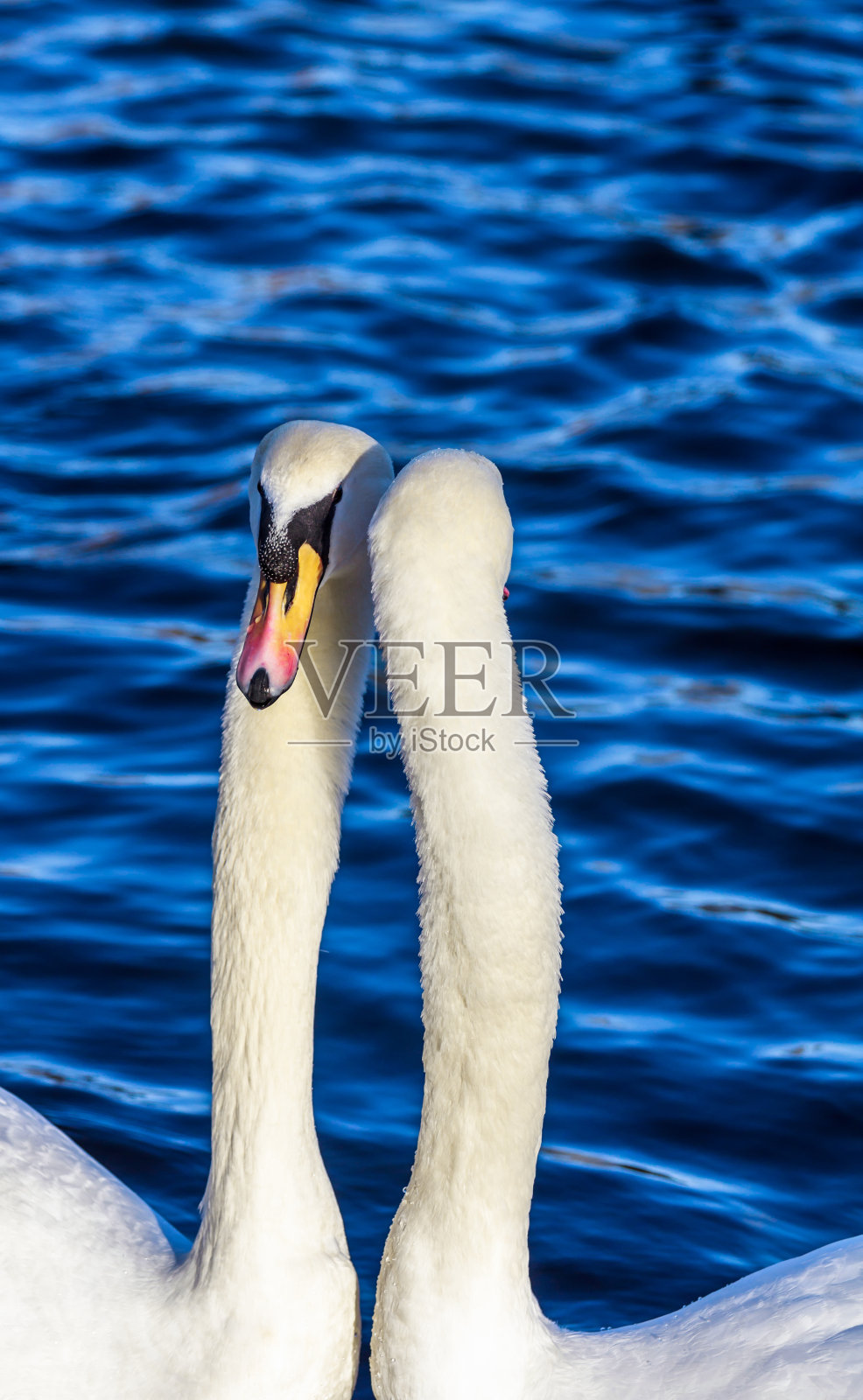 鹅照片摄影图片