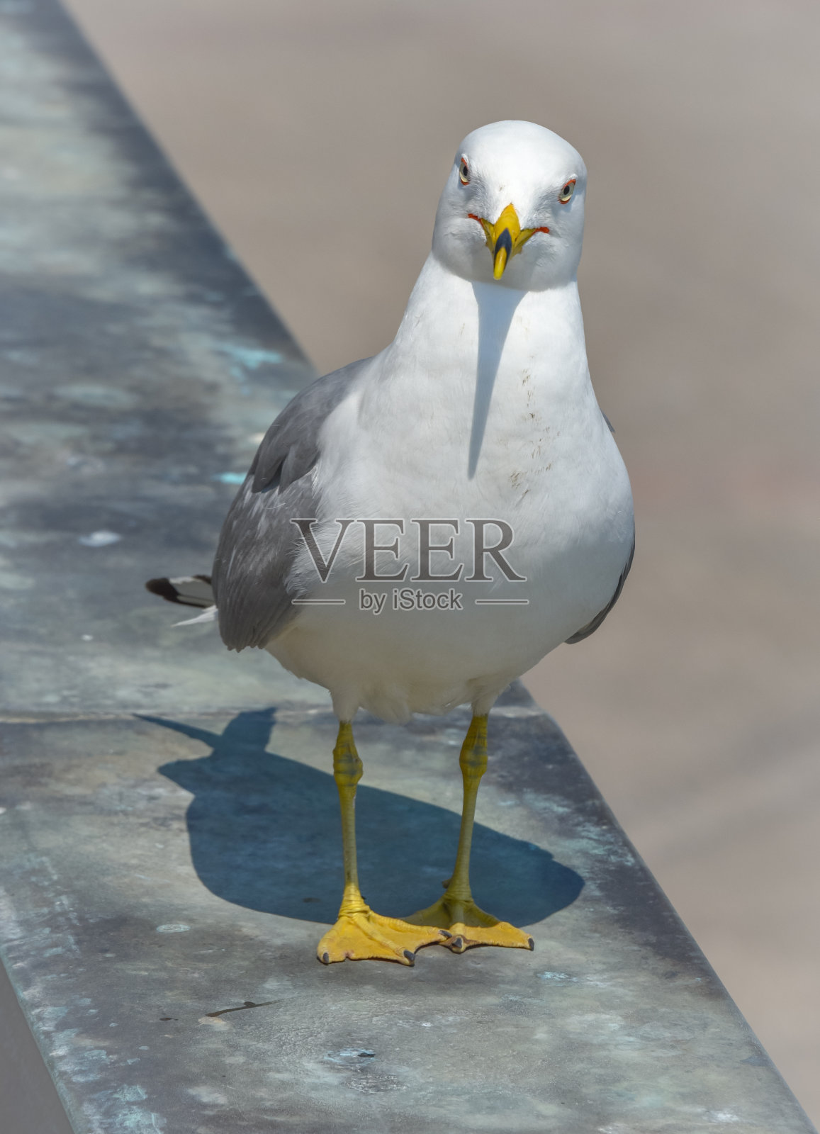 近距离看，一只自大的海鸥正看着镜头照片摄影图片