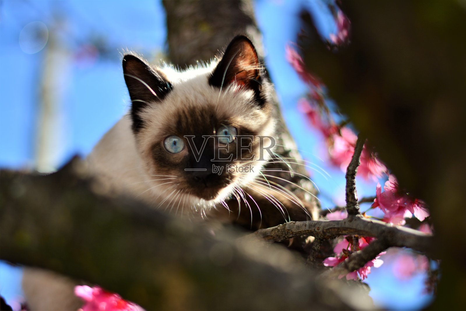 从树上看暹罗猫照片摄影图片
