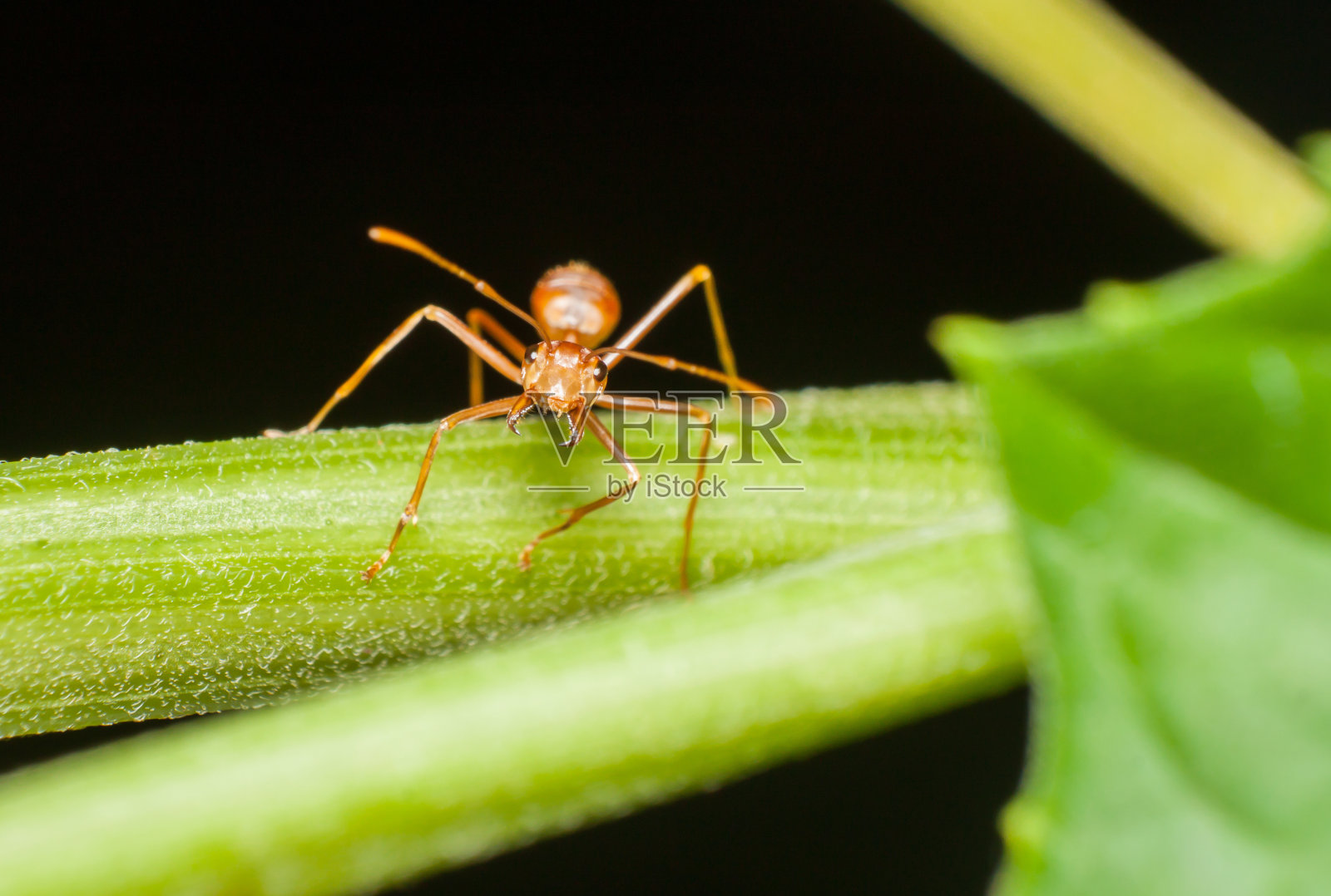 靠近树枝上的蚂蚁。照片摄影图片