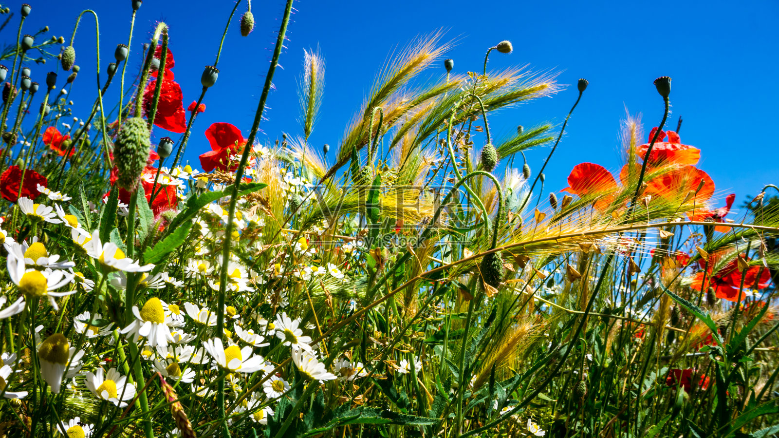 夏天的草地照片摄影图片