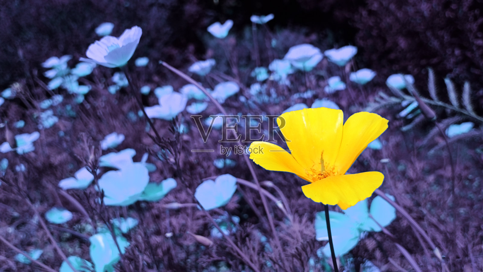 Papaver黄耆照片摄影图片