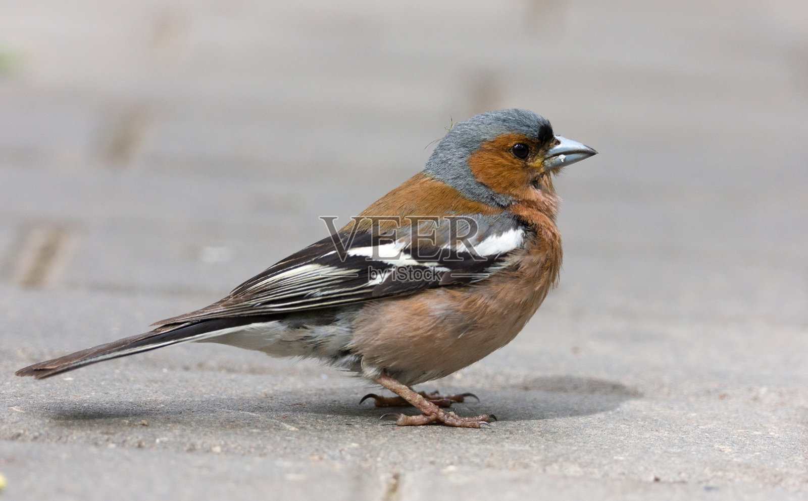 树枝上的芬奇照片摄影图片