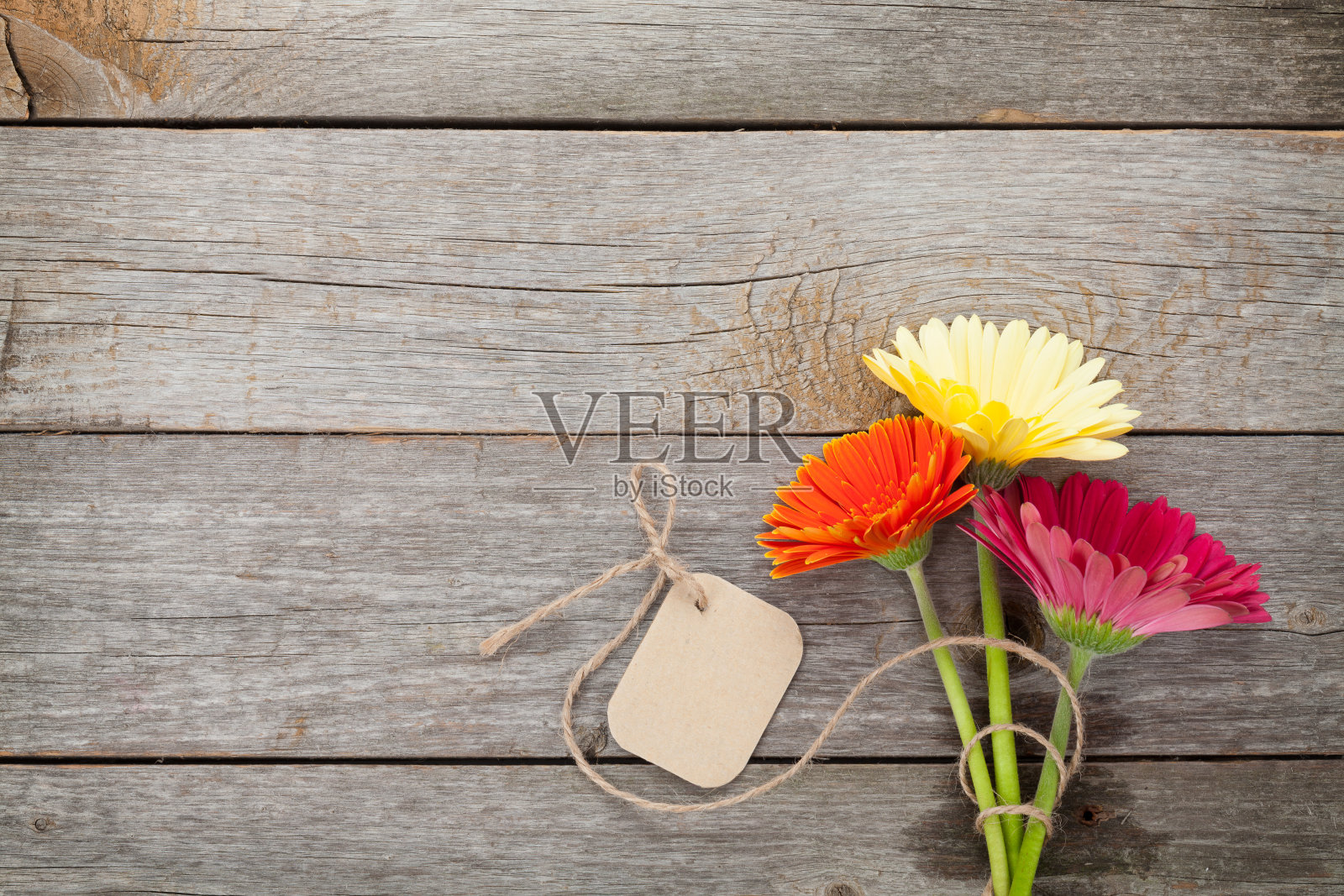 三朵鲜艳的非洲菊花照片摄影图片