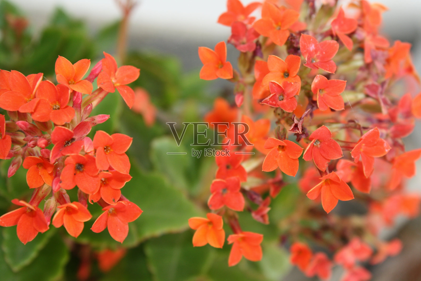 花照片摄影图片