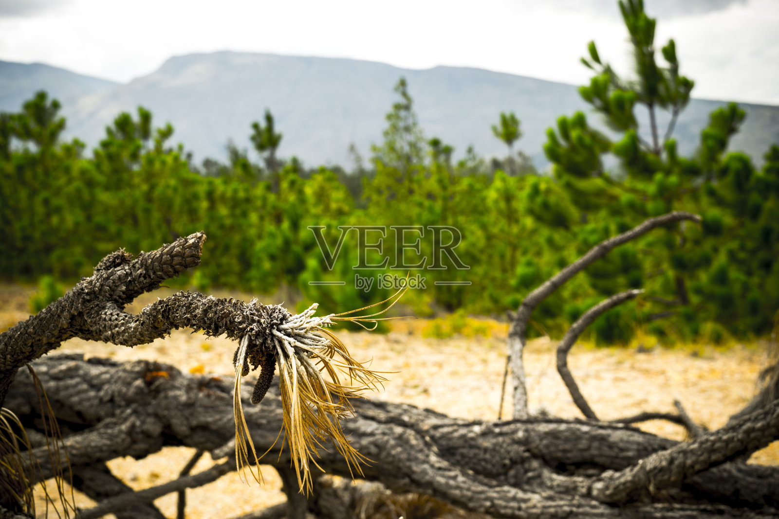枯树在干燥的土地和森林与云照片摄影图片
