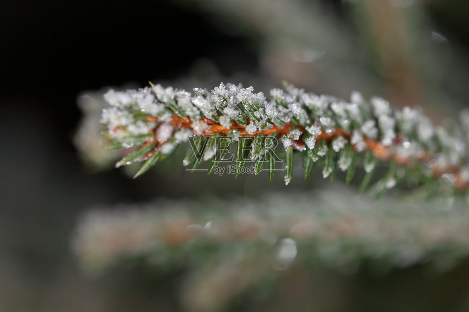 冷杉树的分支照片摄影图片