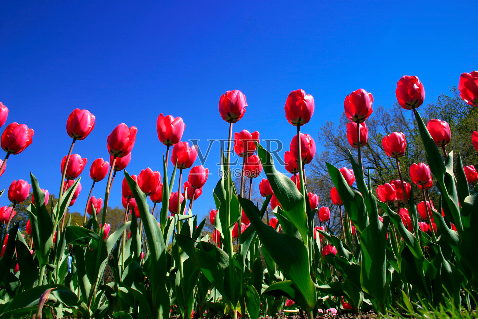 春季波士顿公共花园的郁金香照片摄影图片