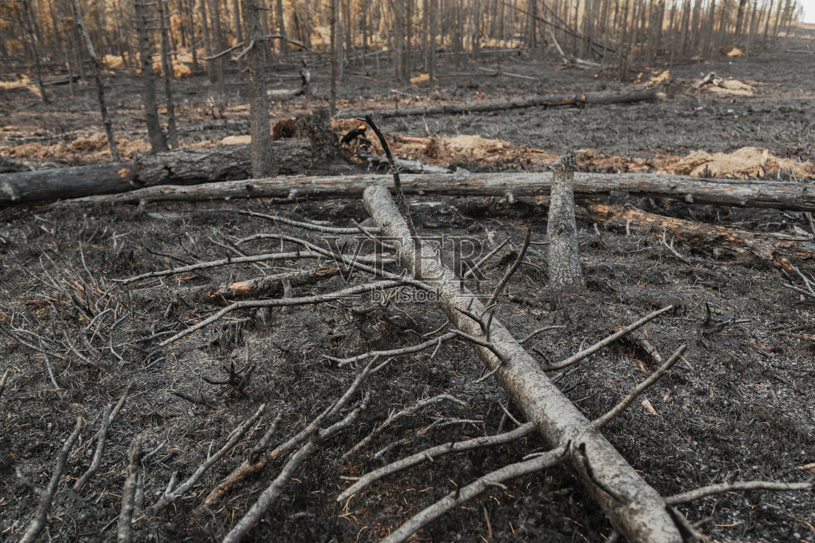 火灾后在森林里照片摄影图片