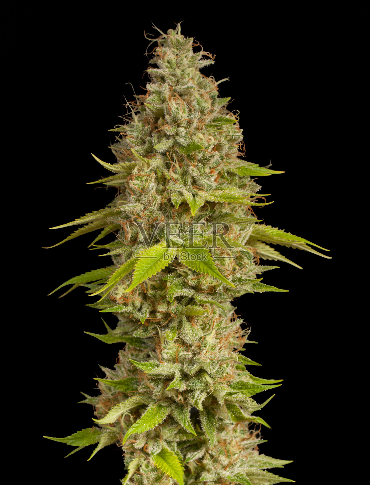 医用大麻花蕾特写照片摄影图片