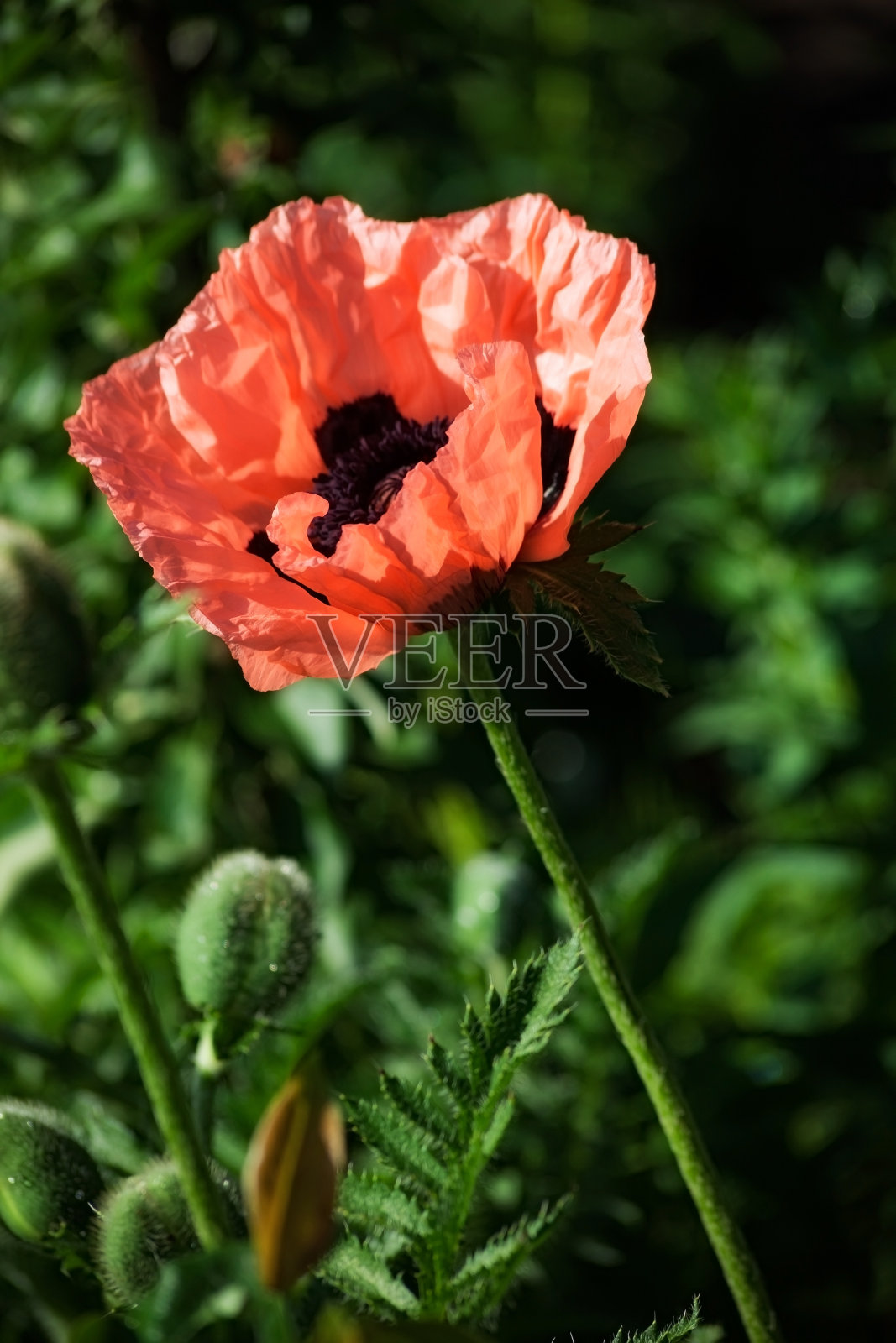 花照片摄影图片