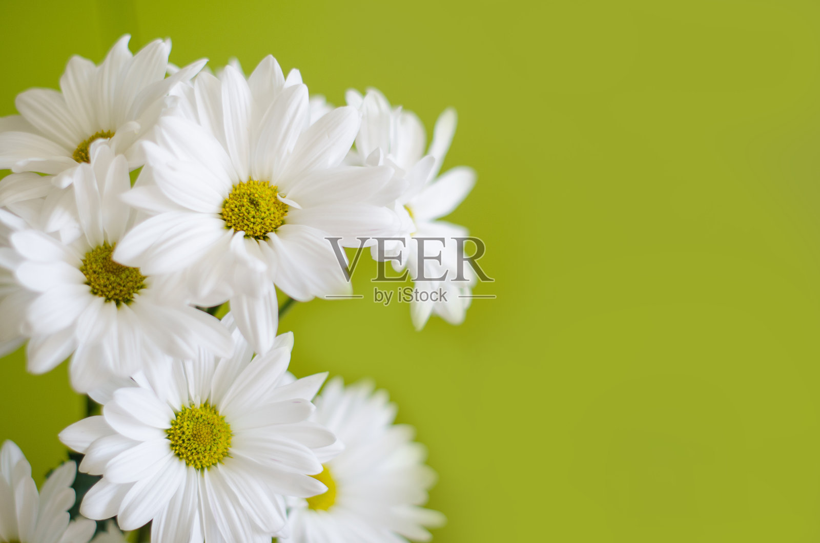 美丽的白色菊花在绿色的背景照片摄影图片