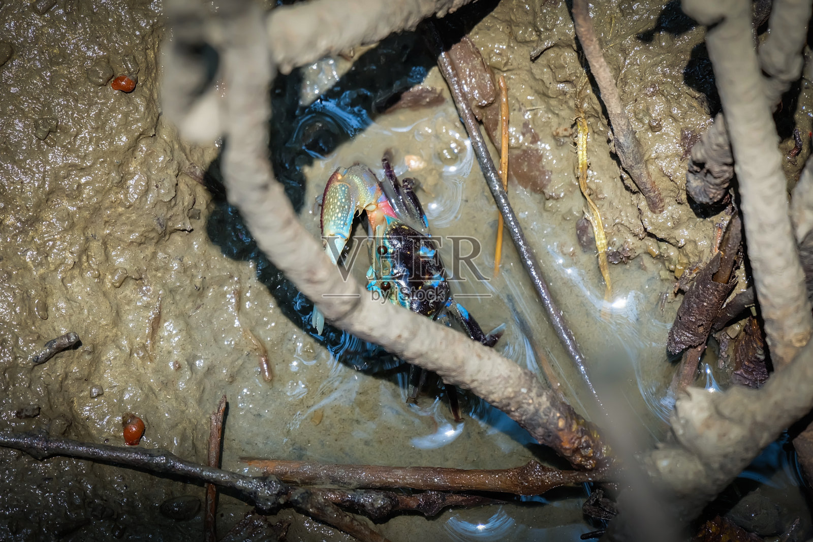 招潮蟹，鬼蟹生活在红树林照片摄影图片