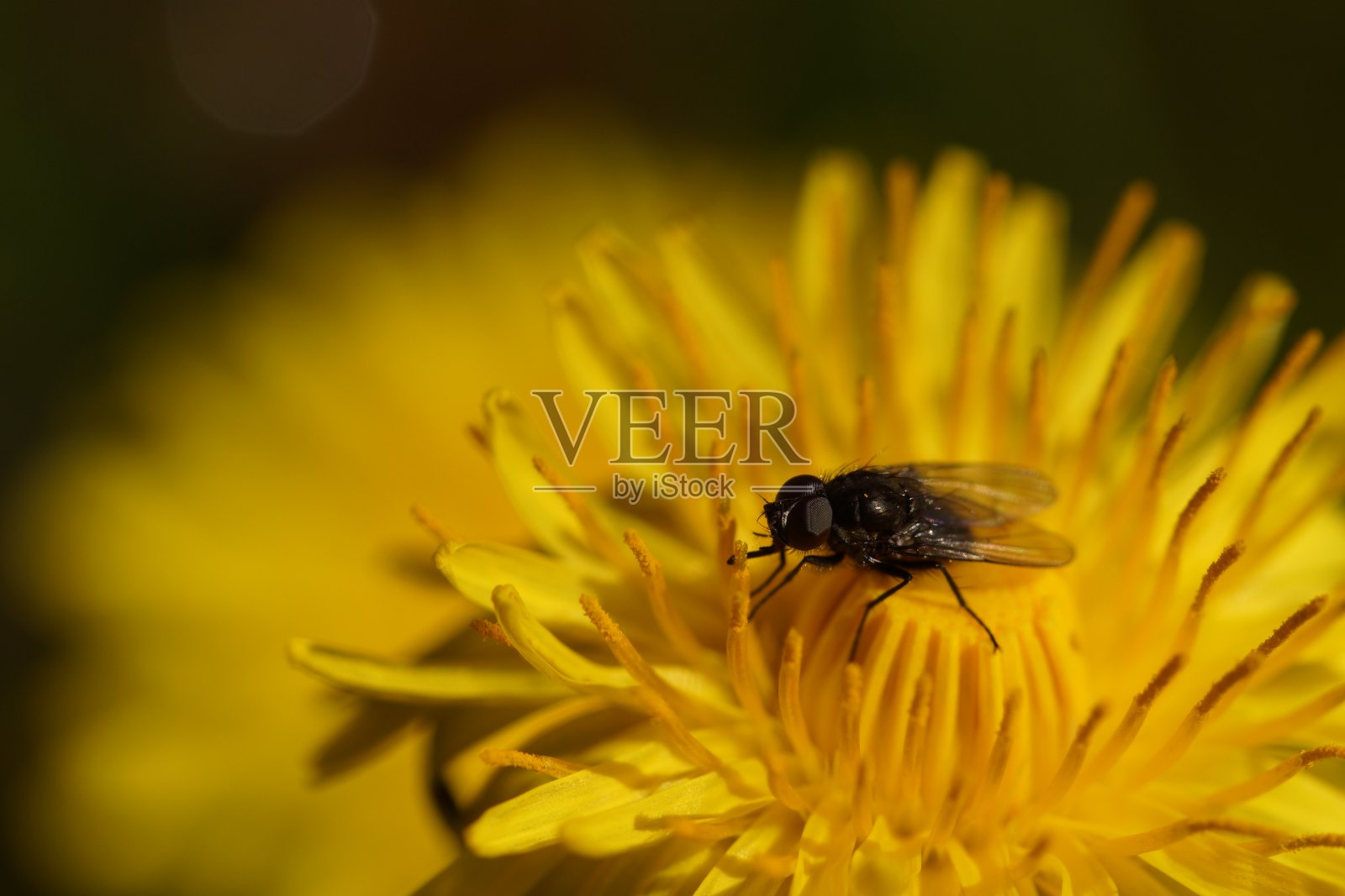 一只苍蝇在蒲公英上的特写照片摄影图片