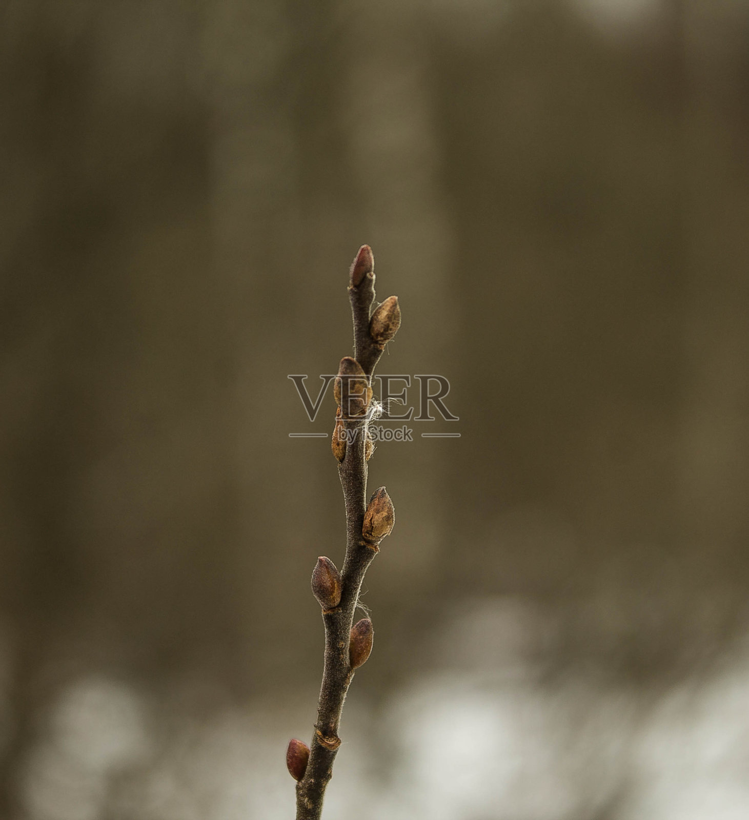 植物,照片摄影图片