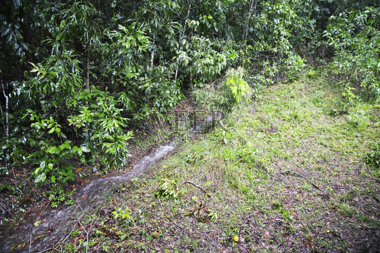 澳大利亚昆士兰热带地区的洪水照片摄影图片