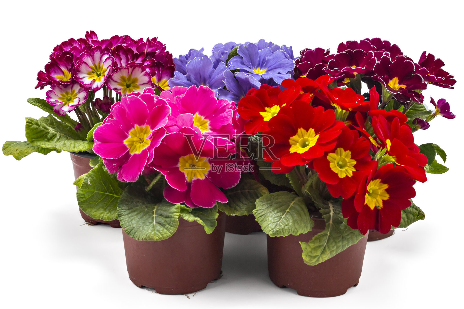 报春花，报春花照片摄影图片