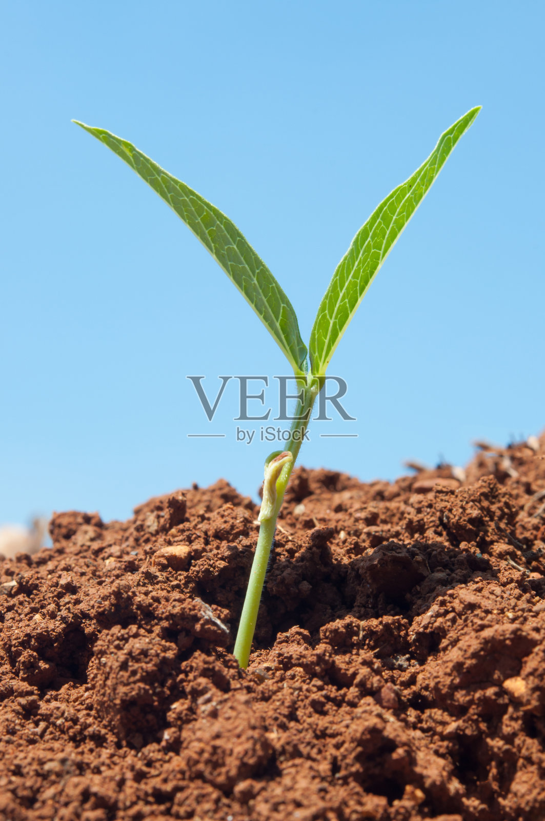 发芽照片摄影图片