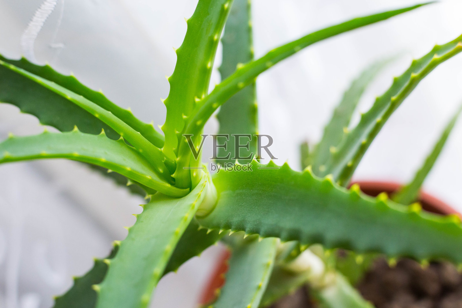 新鲜的绿色芦荟照片摄影图片