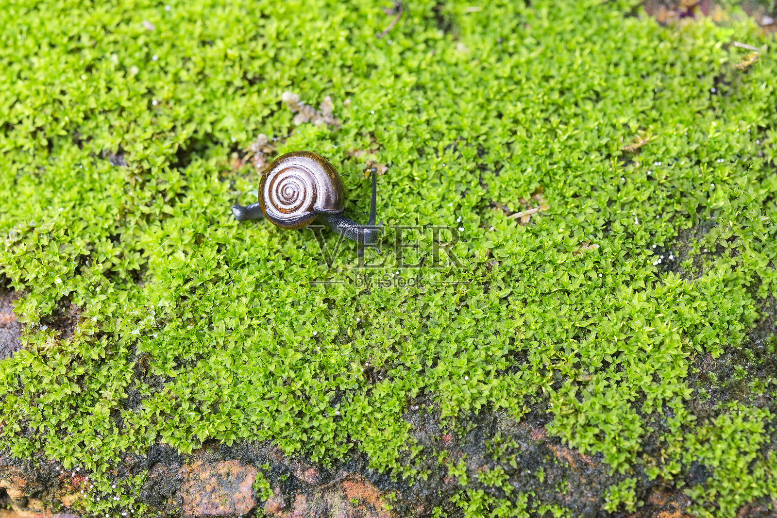 蜗牛在地衣上爬行照片摄影图片