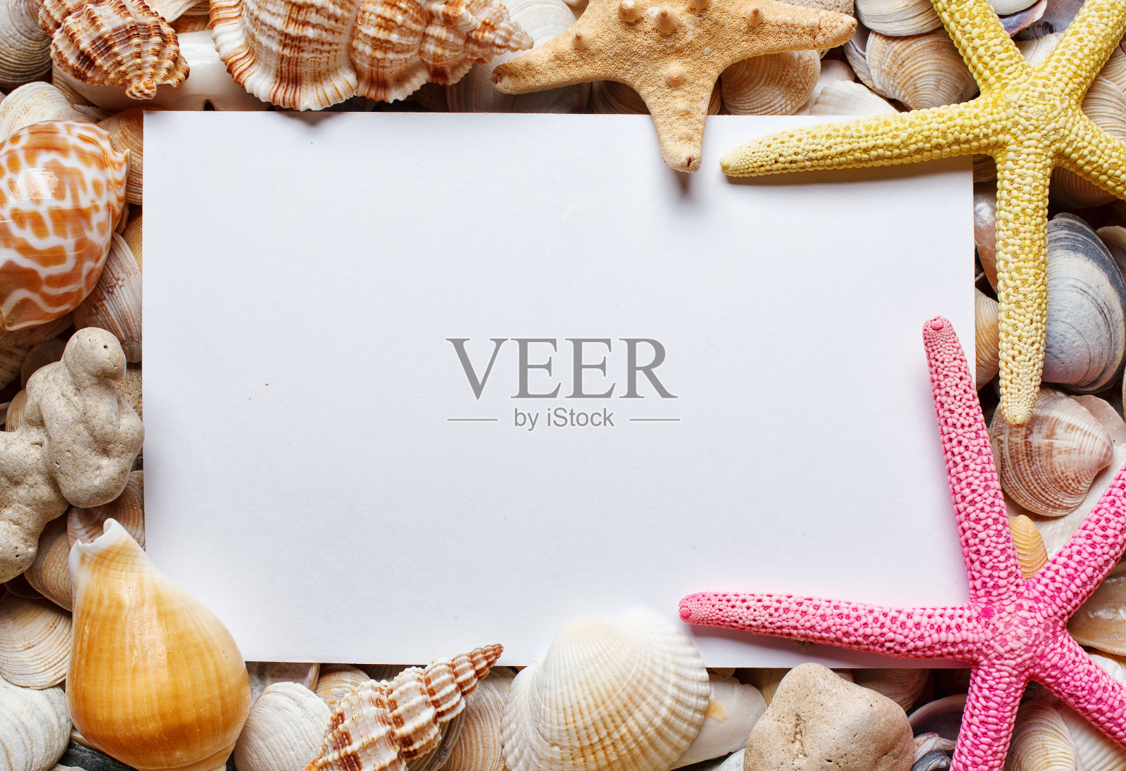 空白纸上的海贝背景照片摄影图片