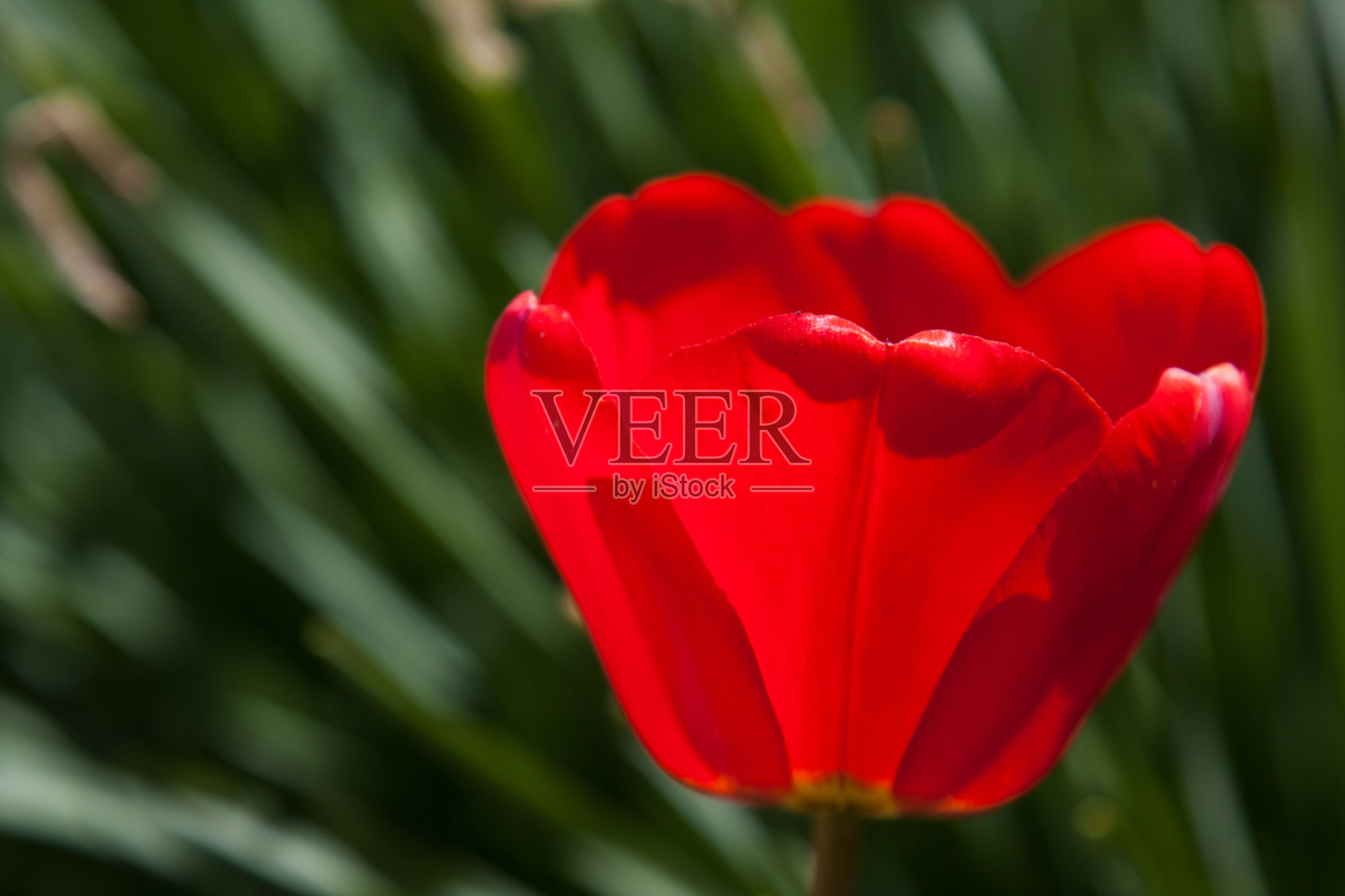 红色罂粟花照片摄影图片