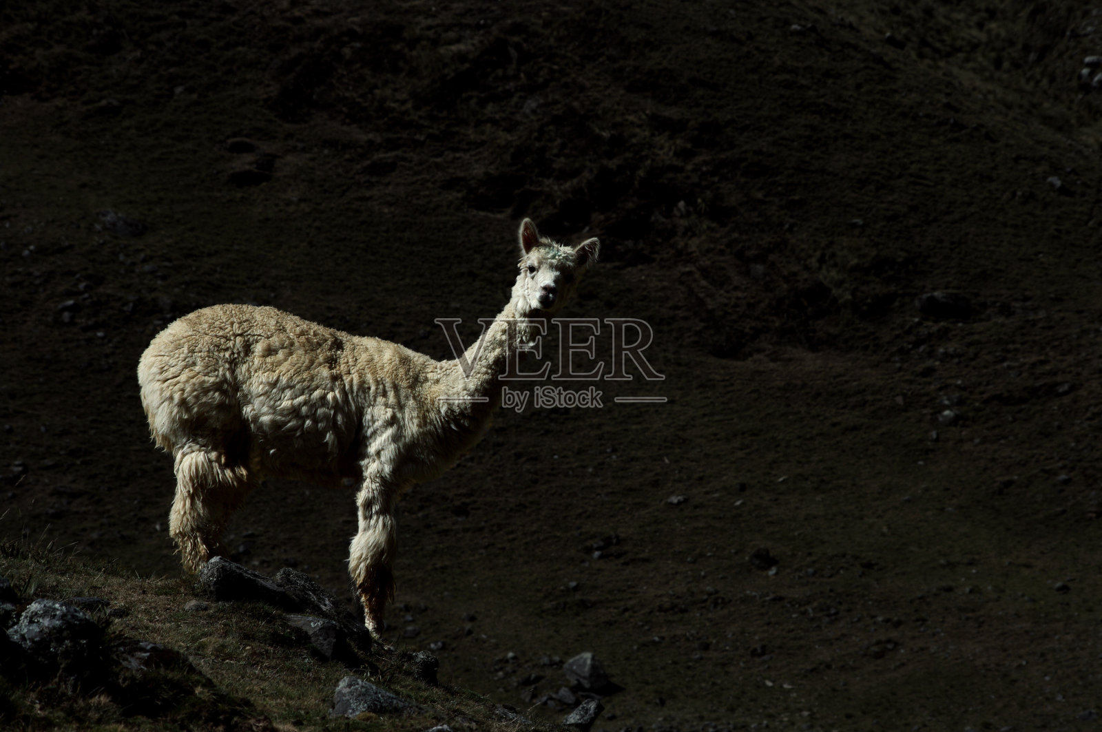 久照片摄影图片