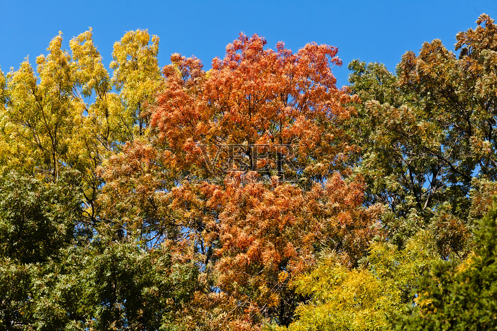 色彩斑斓的树梢在蓝色的天空，黑色的背景照片摄影图片