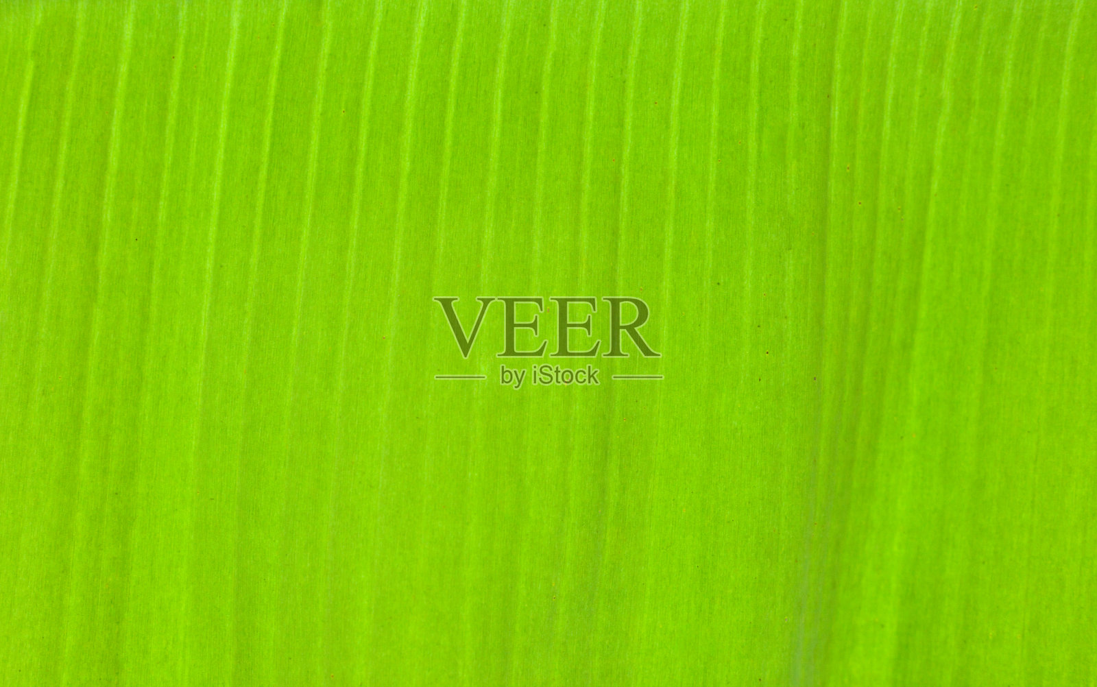 纹理背景背光新鲜的绿叶照片摄影图片