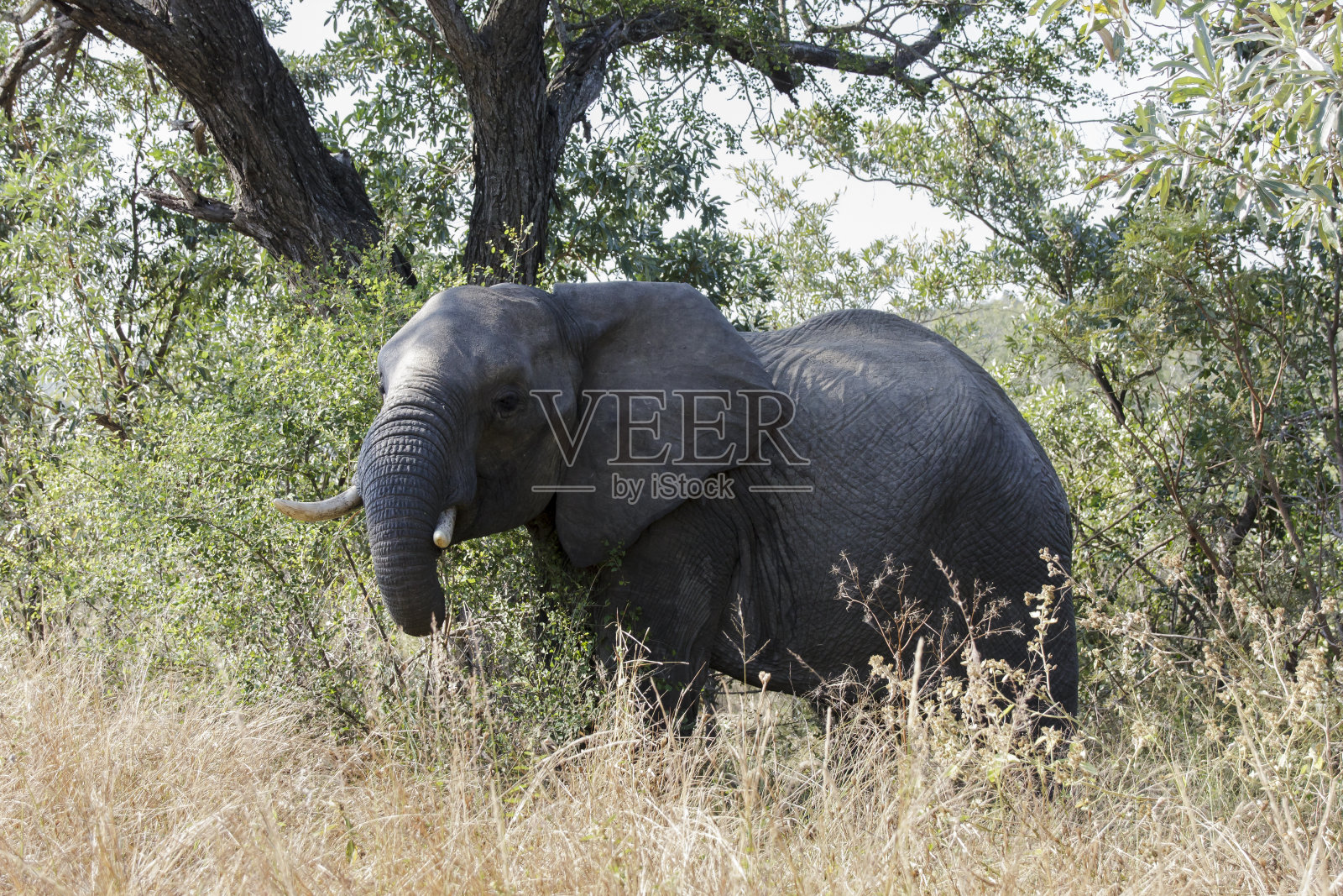 高高的草丛里的小象照片摄影图片