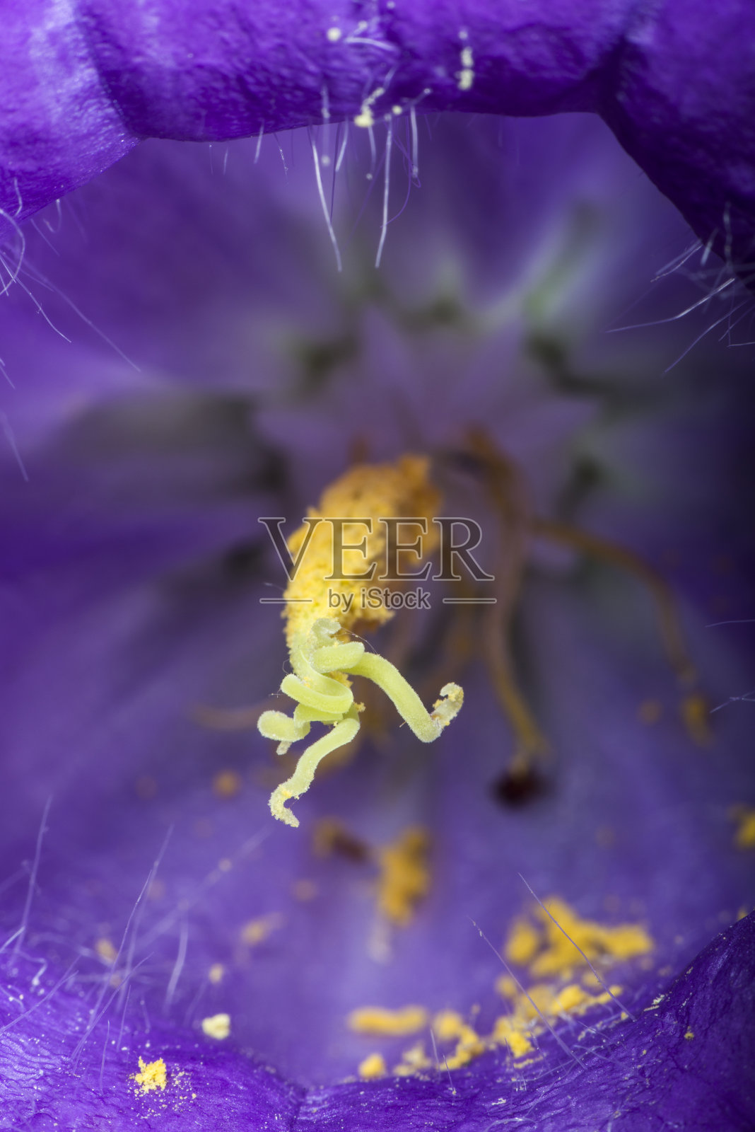 紫色的花照片摄影图片