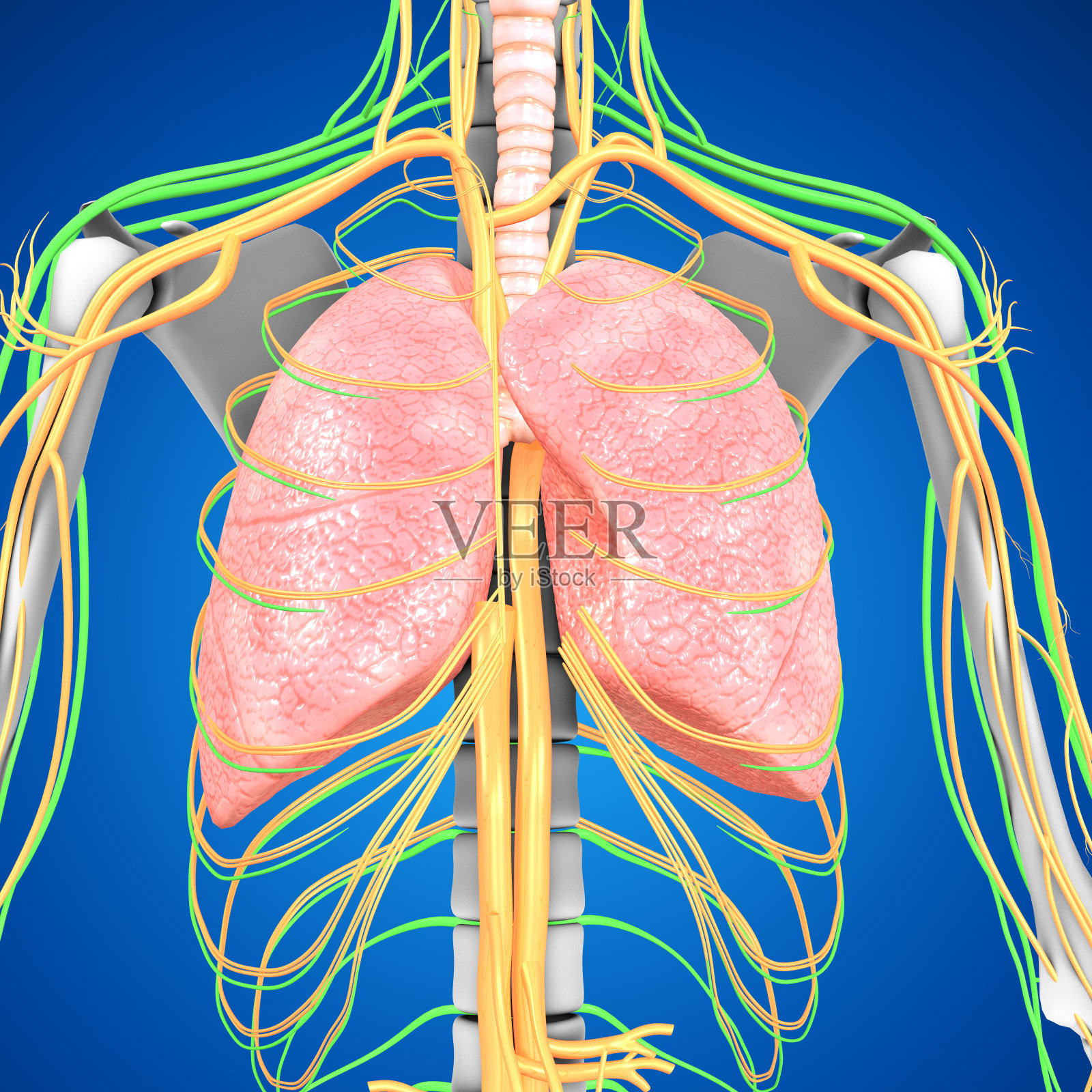 人类的肺照片摄影图片
